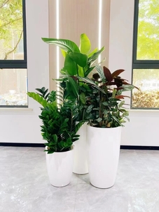 寻宁波镇海专业绿植租摆，点亮您的每一处角落